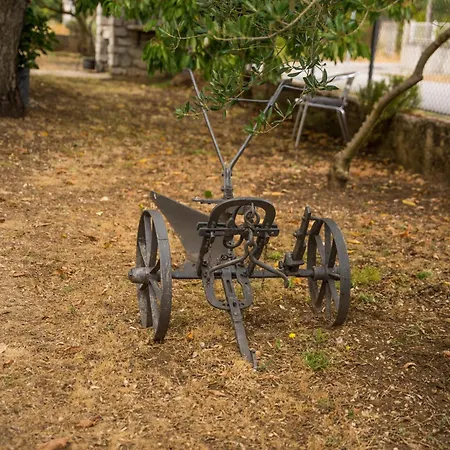 Gariful Daire Drniš